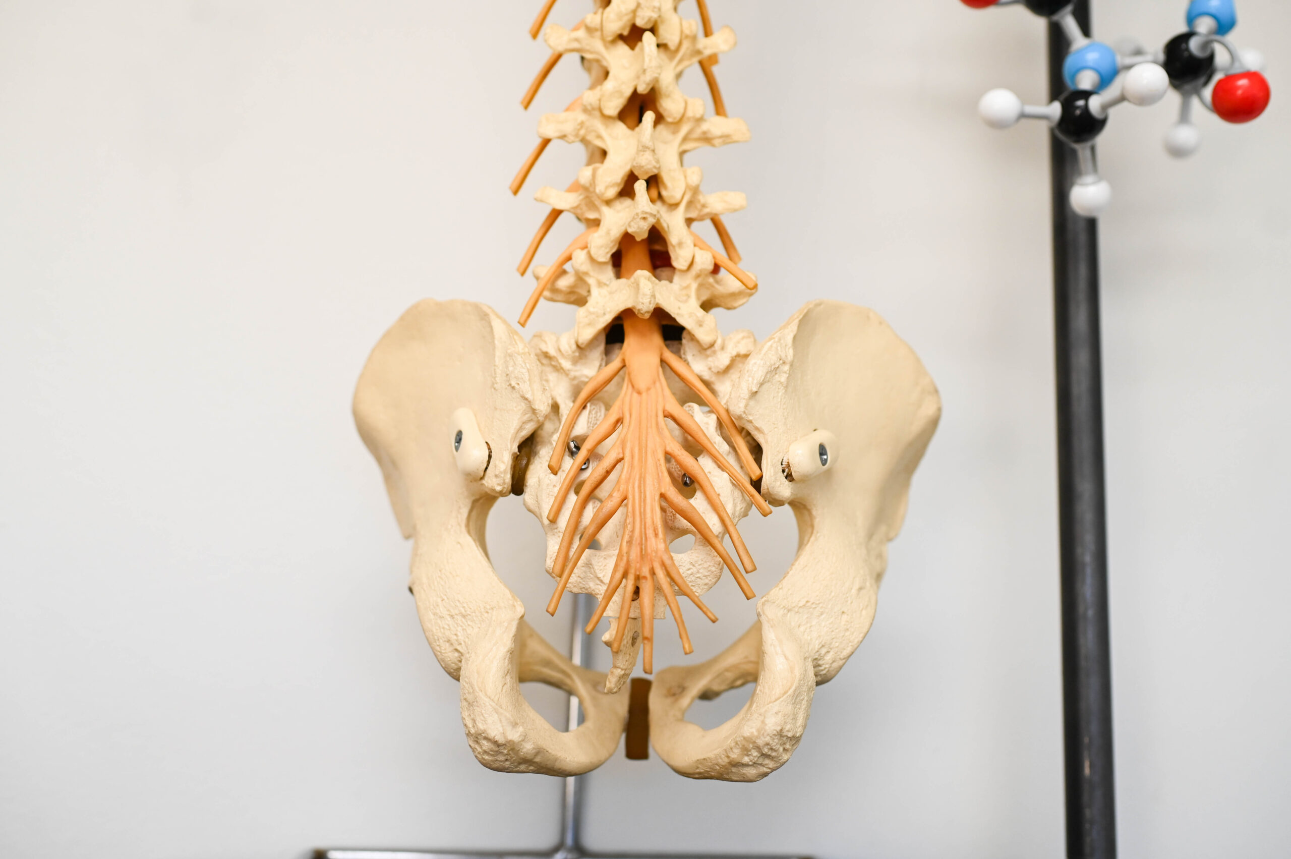 Keehn_parttwo-15 Skeleton
